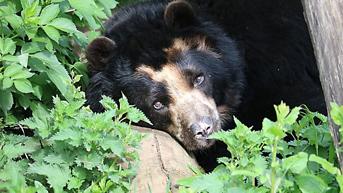 Oso Andino - Antioquia - 2025