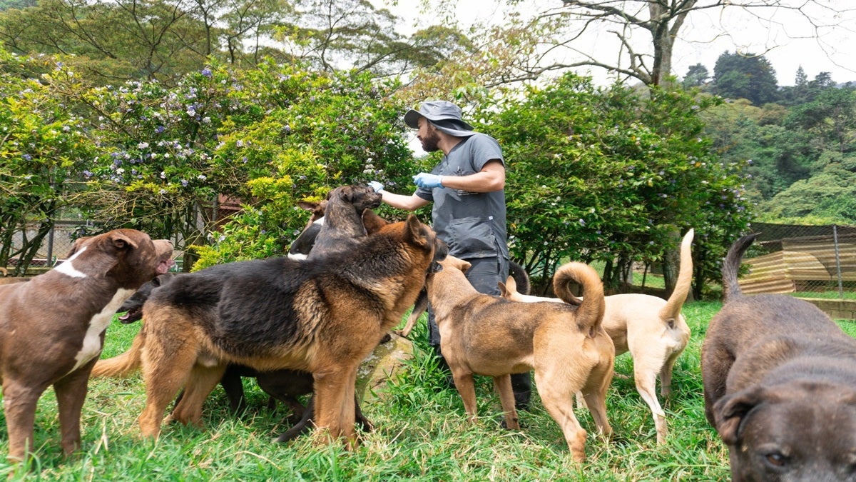 80 perros y gatos harán parte de la última adoptatón del año en Medellín