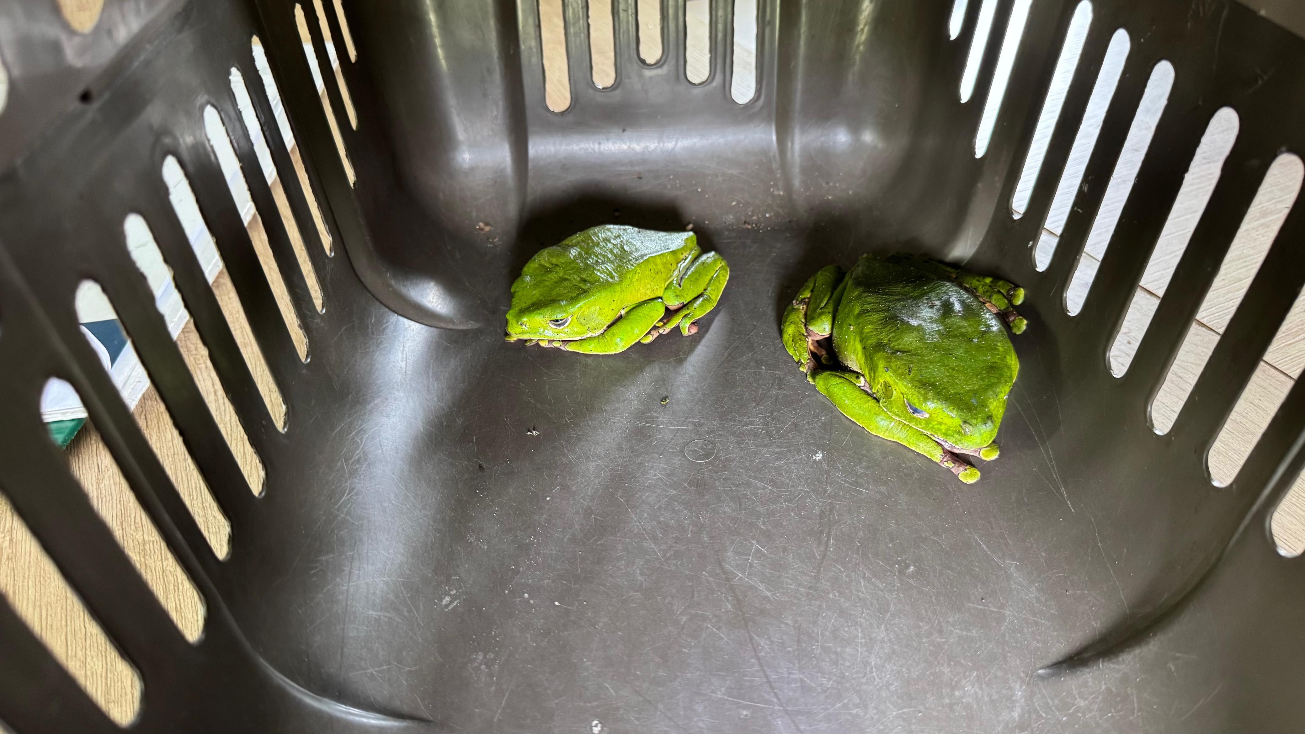 Vendían veneno de ranas torturadas para rituales ilegales en Medellín, Bogotá y Cali