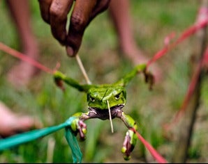 Vendían veneno de ranas torturadas para rituales ilegales en Medellín, Bogotá y Cali