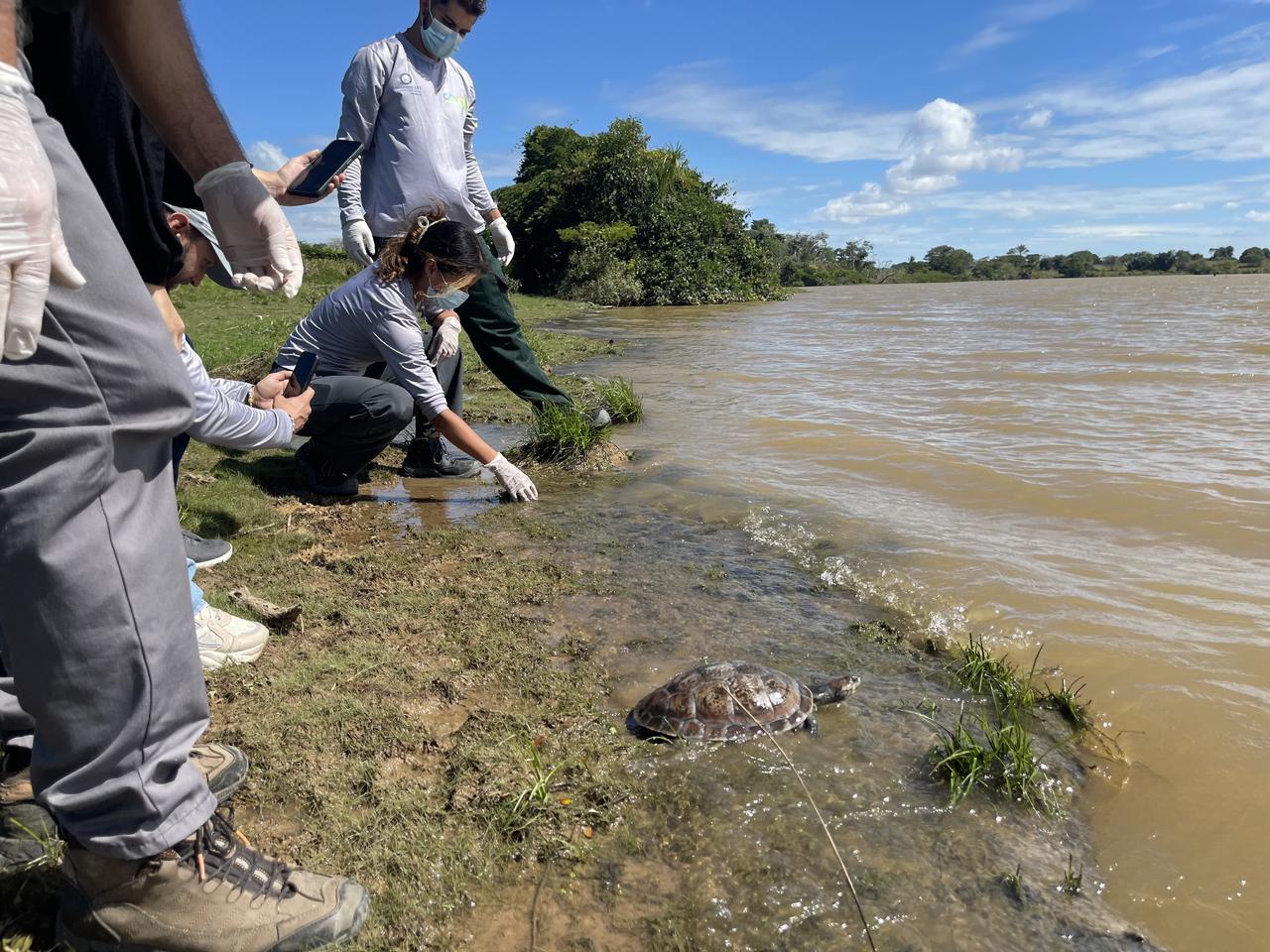 Viaje de 630 Km hacia la libertad: Medellín trasladó 140 tortugas a su verdadero hogar en el Meta