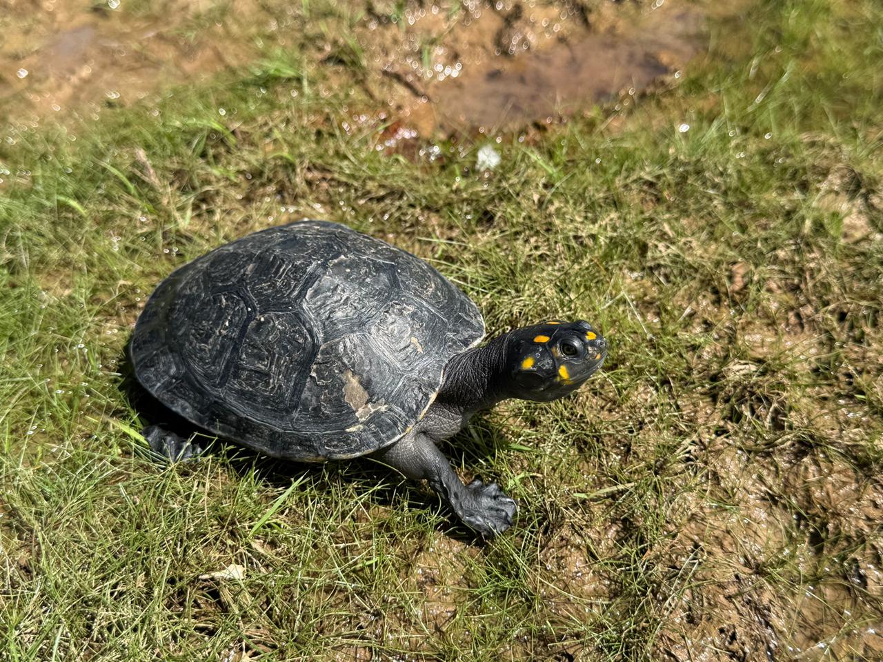 Viaje de 630 Km hacia la libertad: Medellín trasladó 140 tortugas a su verdadero hogar en el Meta