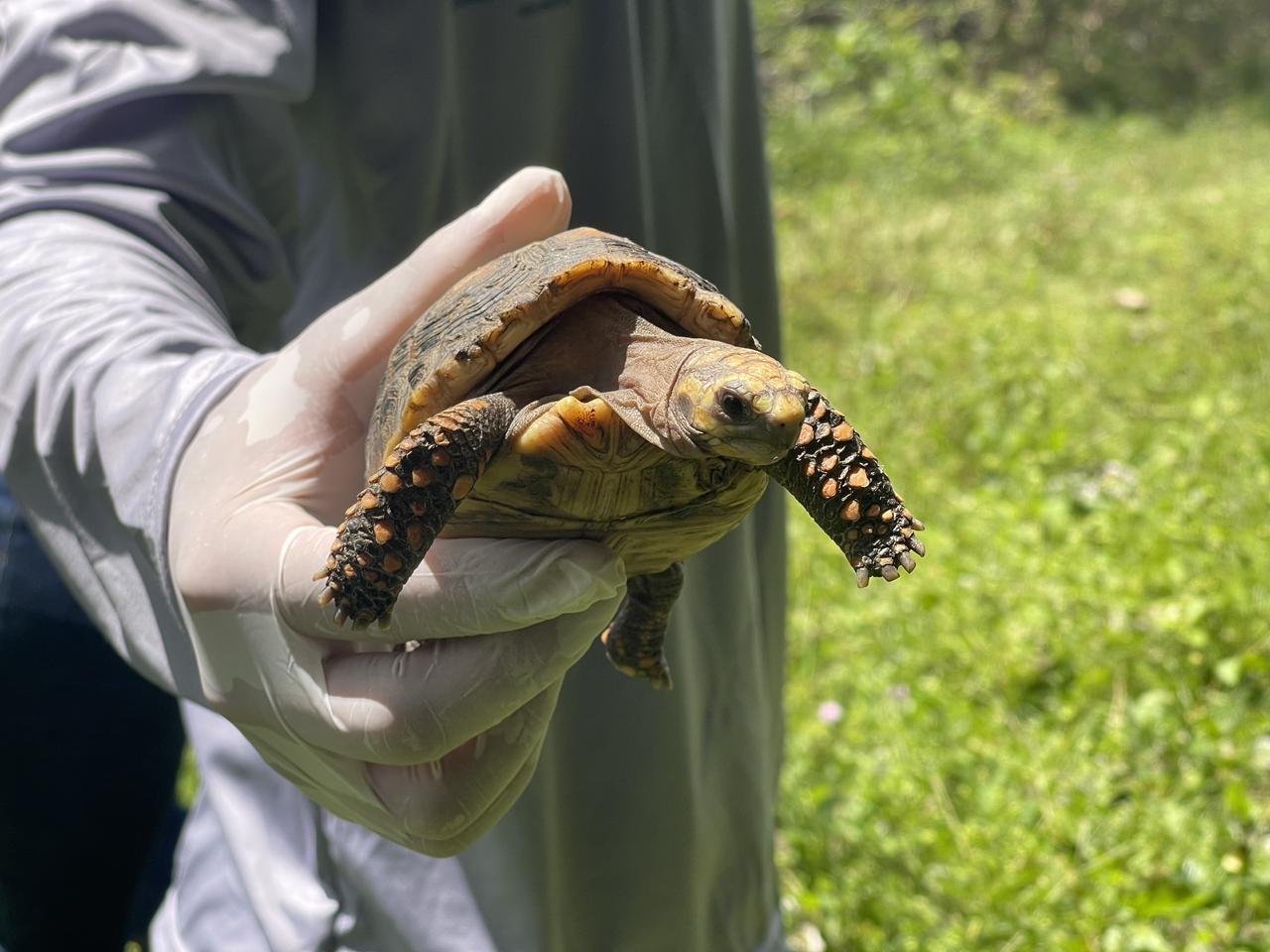 Viaje de 630 Km hacia la libertad: Medellín trasladó 140 tortugas a su verdadero hogar en el Meta