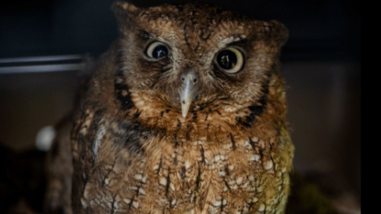 Animales afectados - Pólvora - 2025