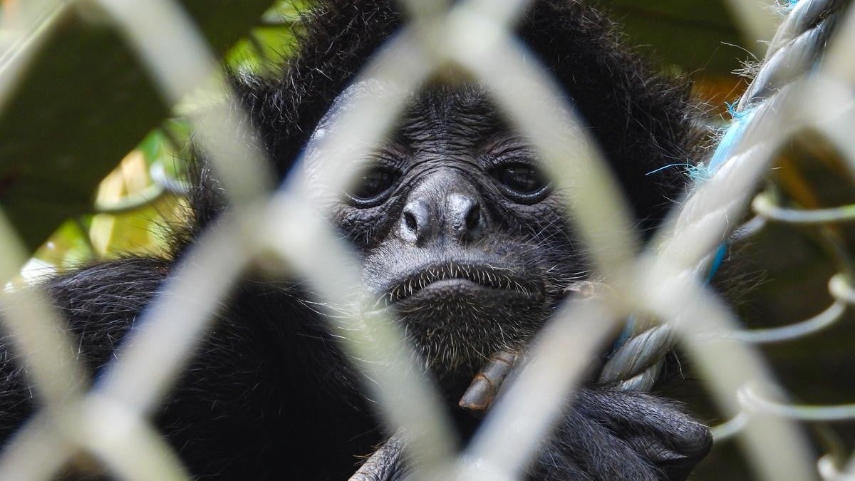 Animales rehabilitados en el Valle de Aburrá