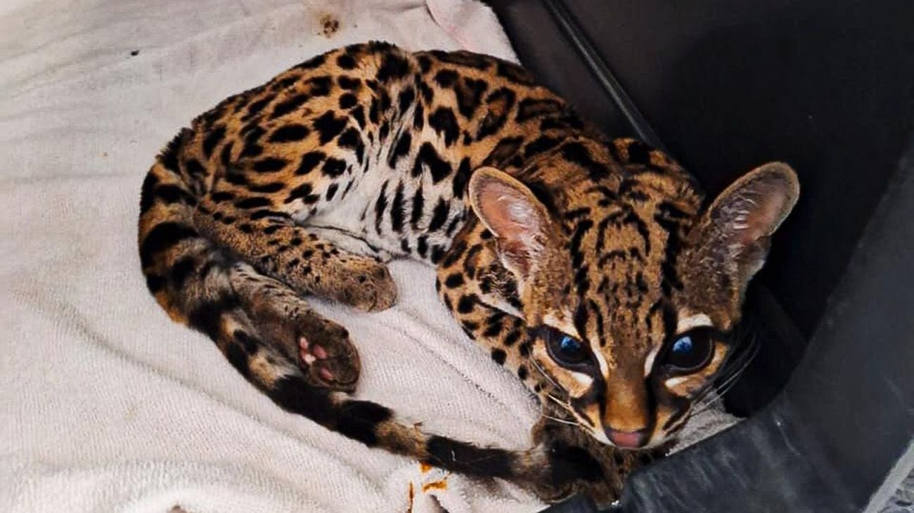 Felino - Rescatado Antioquia - 2025