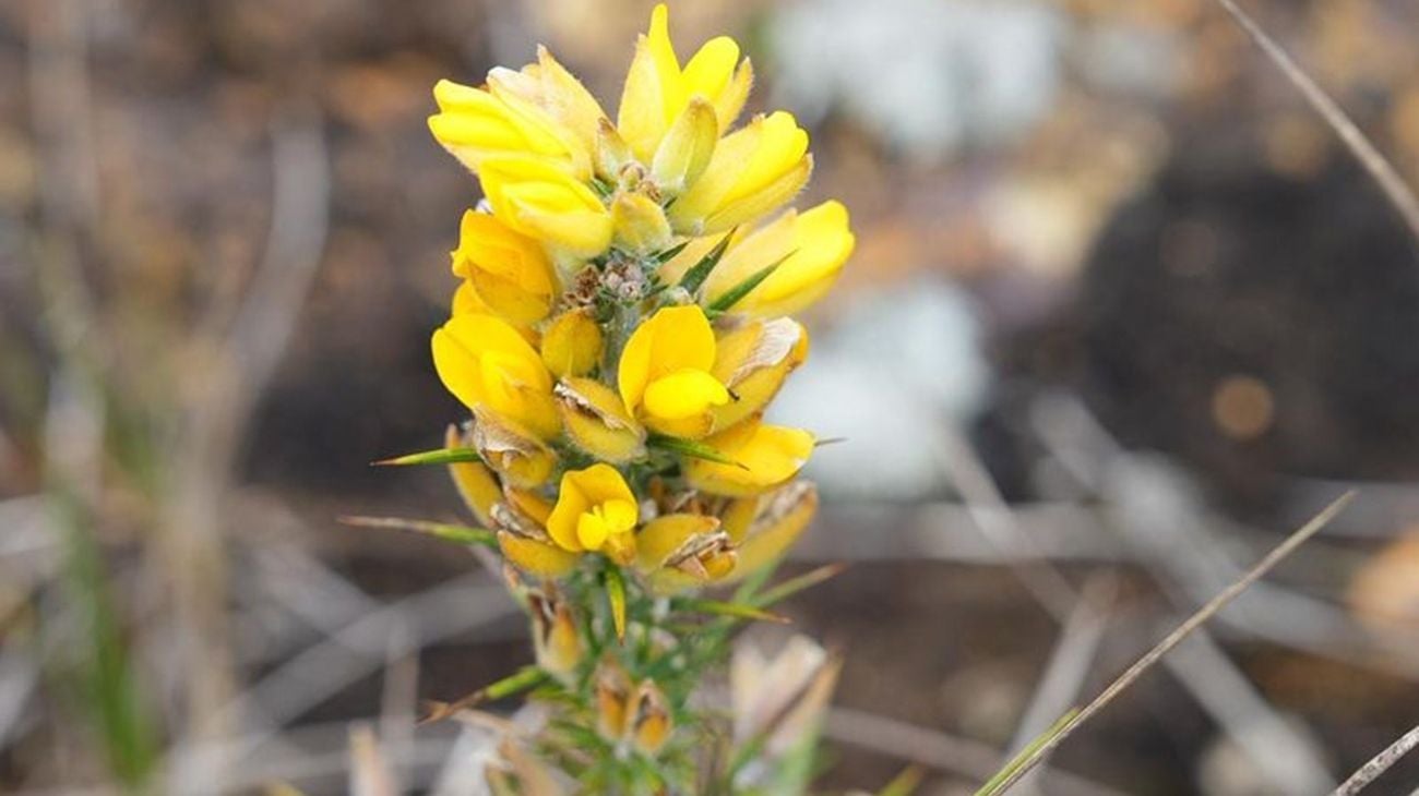 Planta invasora- Antioquia - 2025