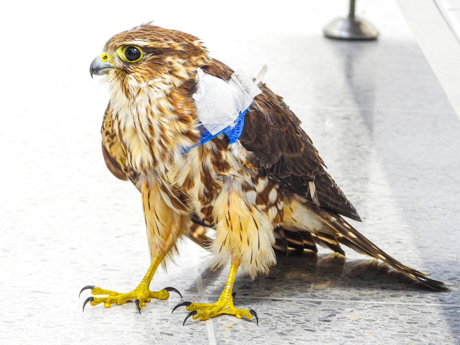 Más de 40 animales silvestres sufrieron graves afectaciones por pólvora en 2024: El AMVA refuerza su campaña Antipólvora este año