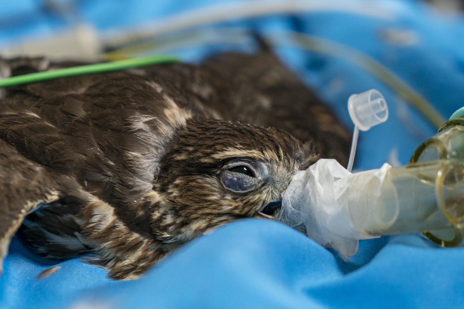 Más de 40 animales silvestres sufrieron graves afectaciones por pólvora en 2024: El AMVA refuerza su campaña Antipólvora este año