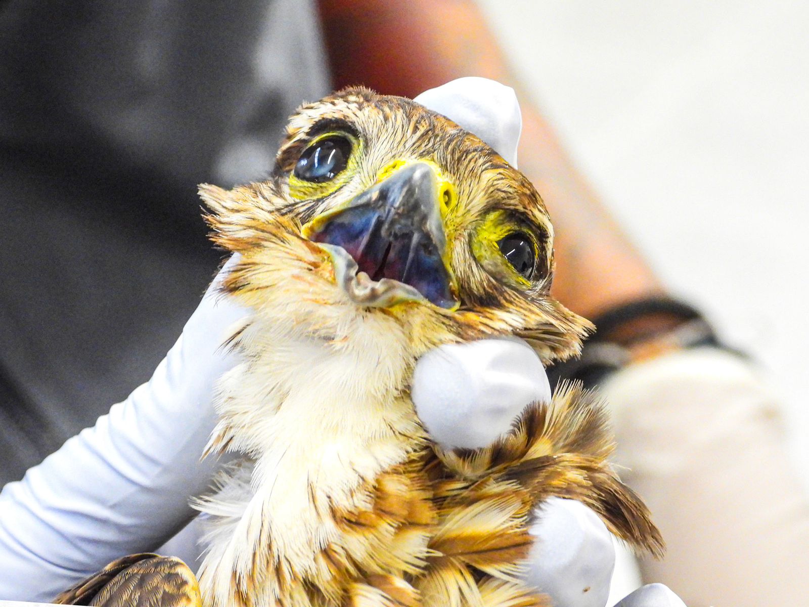 Más de 40 animales silvestres sufrieron graves afectaciones por pólvora en 2024: El AMVA refuerza su campaña Antipólvora este año