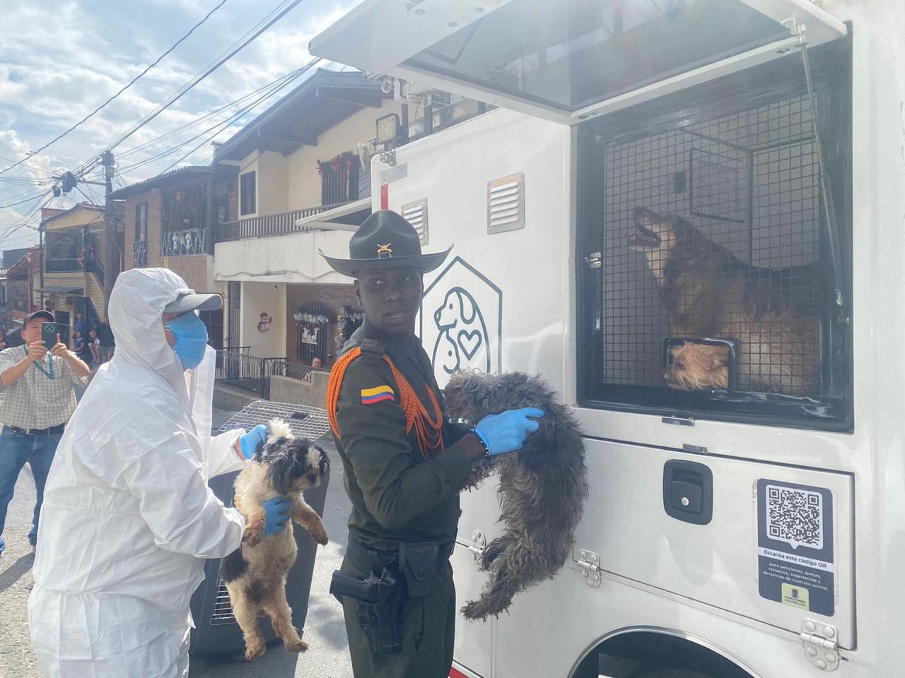 Maltrato Animal: Capturada una mujer en San Antonio de Prado tras el rescate de 46 animales desnutridos y con pelaje deteriorado