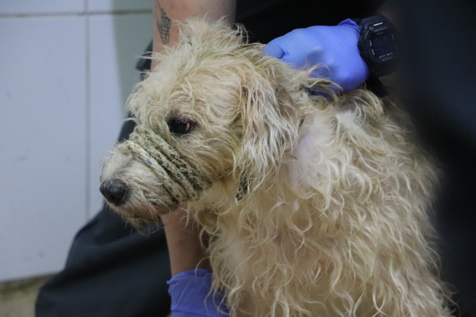 Maltrato Animal: Capturada una mujer en San Antonio de Prado tras el rescate de 46 animales desnutridos y con pelaje deteriorado