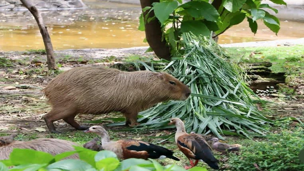 Seis animales han muerto en el Valle de Aburrá por la manipulación de Pólvora