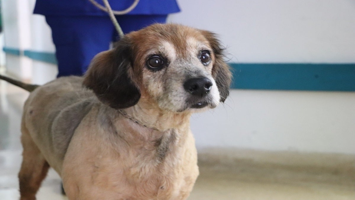 Animales afectados por pólvora en Medellín