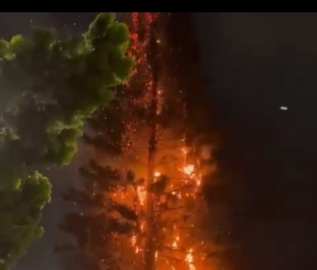 Pino quemado en el barrio Manrique de Medellín