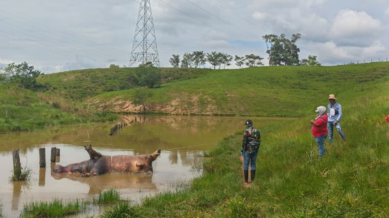 Hipopótamo - Antioquia - 2026