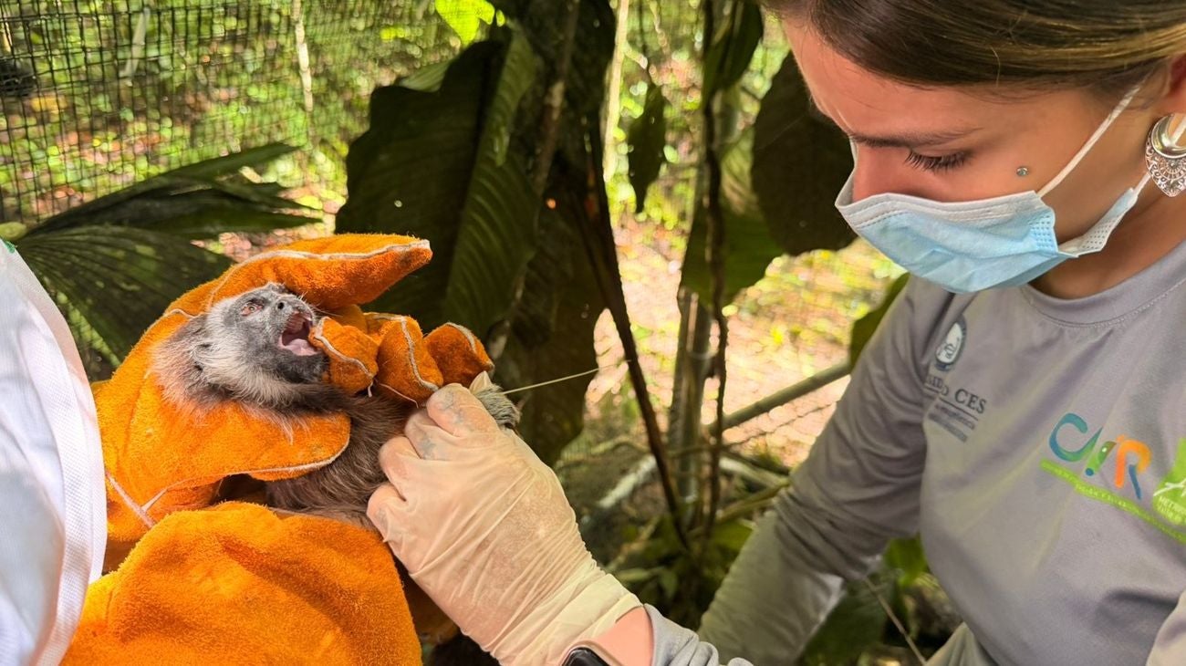 Titís rescatados - Antioquia - 2025