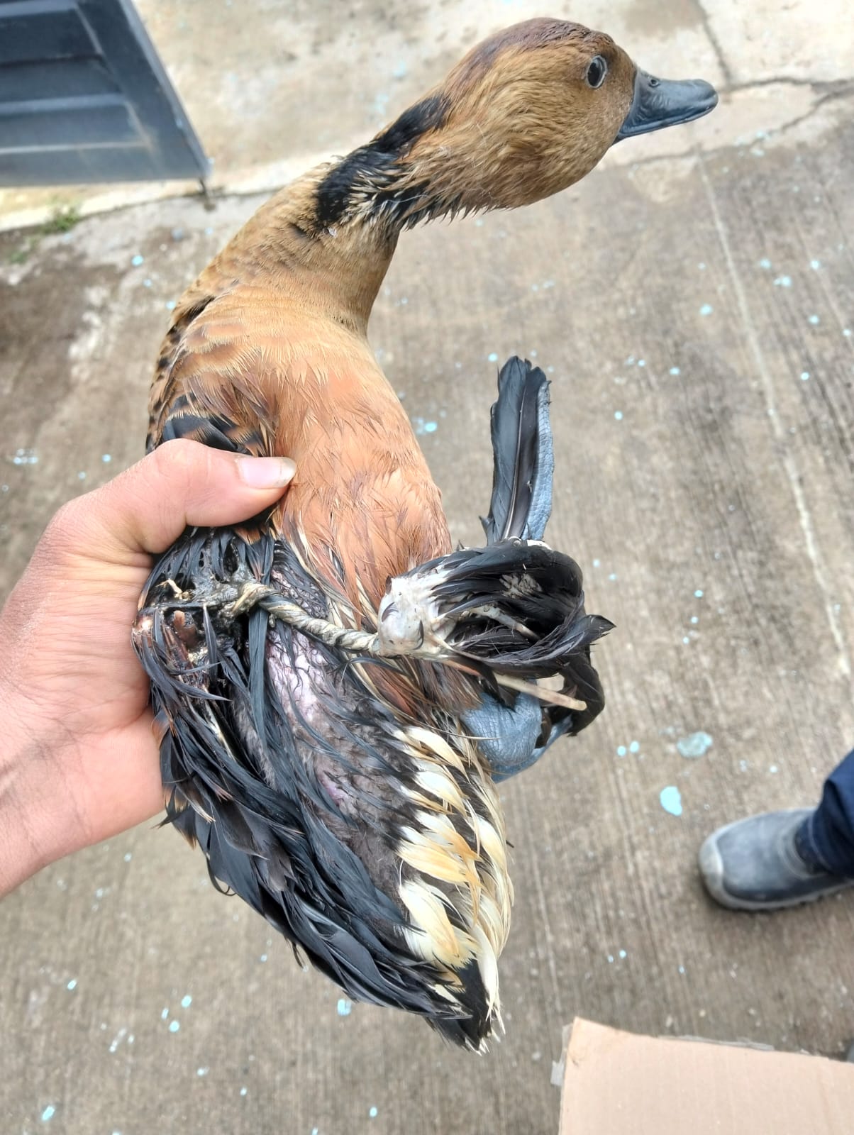 El 65% de los animales ingresados falleció, mientras que el 35% restante permanece bajo pronóstico reservado.