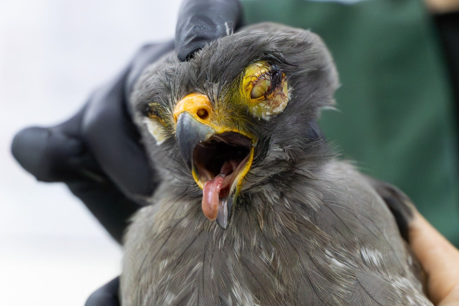 El 65% de los animales ingresados falleció, mientras que el 35% restante permanece bajo pronóstico reservado.
