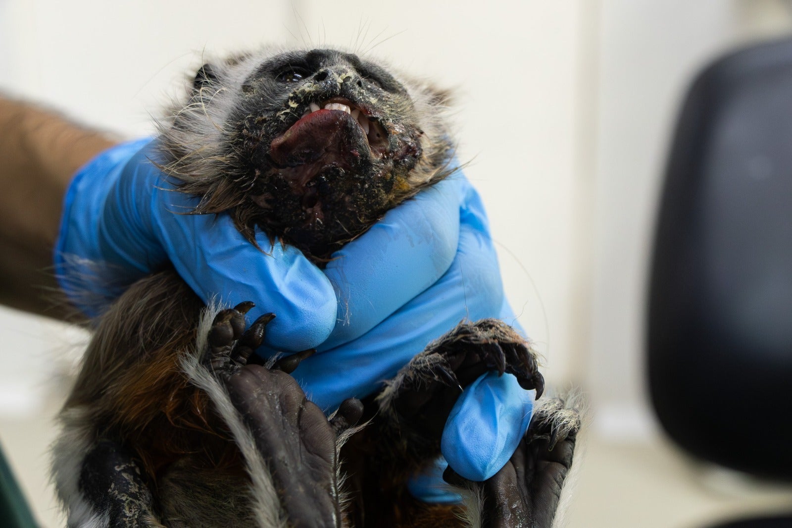 El 65% de los animales ingresados falleció, mientras que el 35% restante permanece bajo pronóstico reservado.