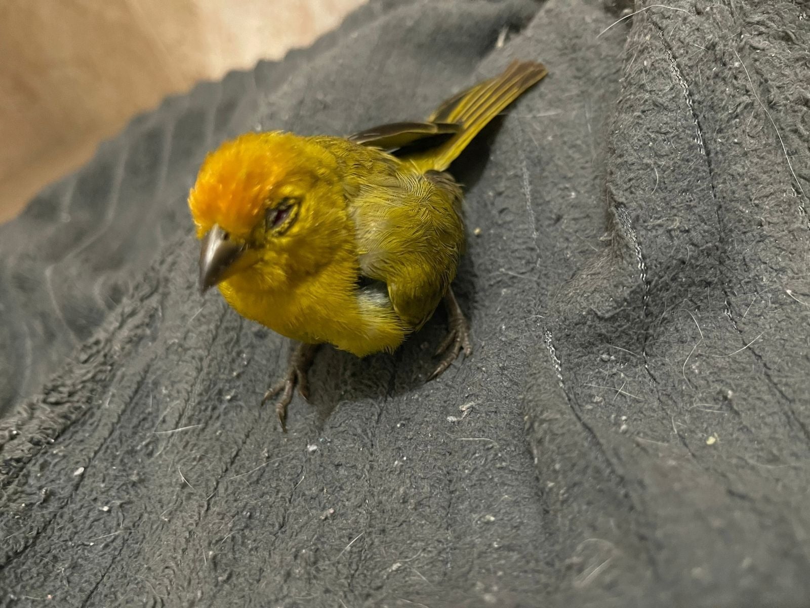 El reporte médico indica que el 32% de los animalitos ingresados fallecieron debido a traumas severos.