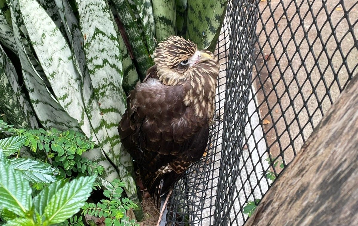 El reporte médico indica que el 32% de los animalitos ingresados fallecieron debido a traumas severos.