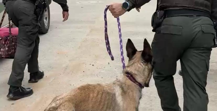 Los animales presentaban signos de desnutrición y maltrato. El caso será remitido a Control Interno de la Policía Nacional.