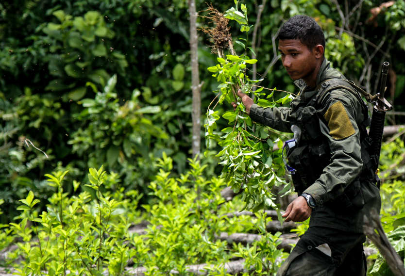 Erradicación de cultivos Ilícitos