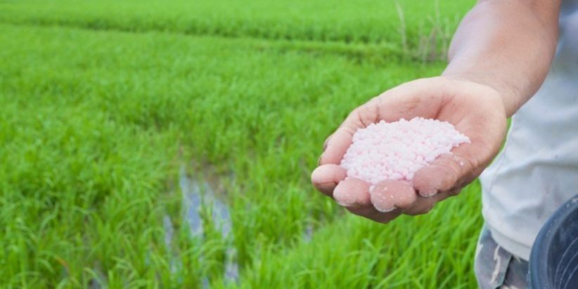 Arroceros. Ilustración.