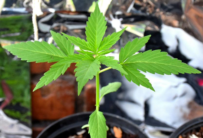Planta de cannabis