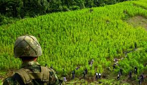 Cultivos de coca en el Catatumbo