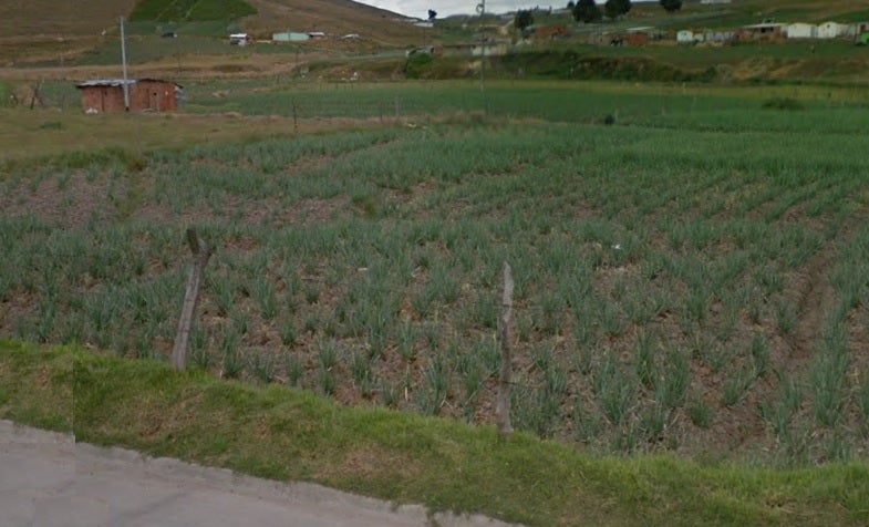 Más de mil familias han resultado afectadas por las heladas.