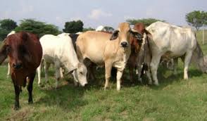 Por cada res se pide una 'vacuna'.