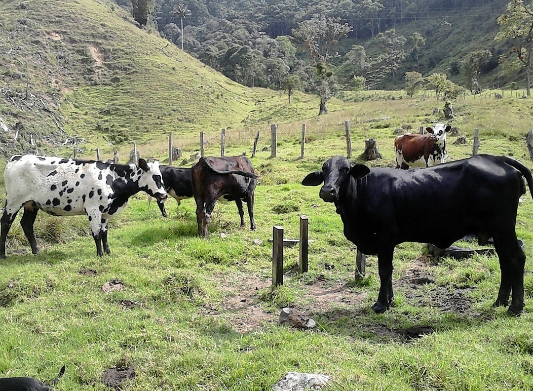 Vacas que dan leche