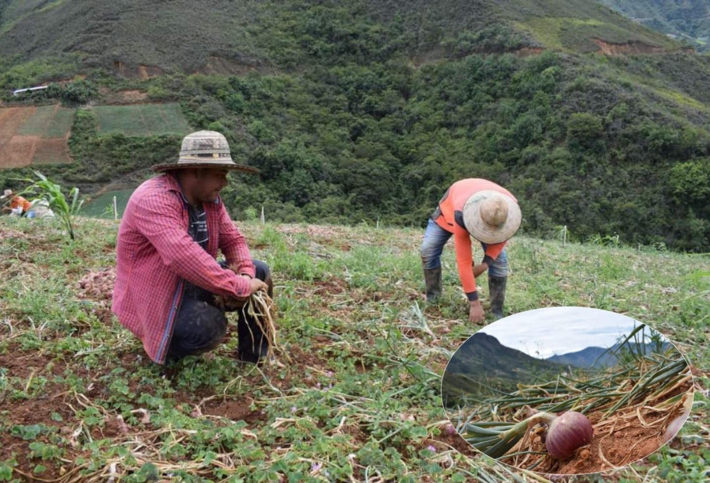 8.000 toneladas de cebolla se perdieron