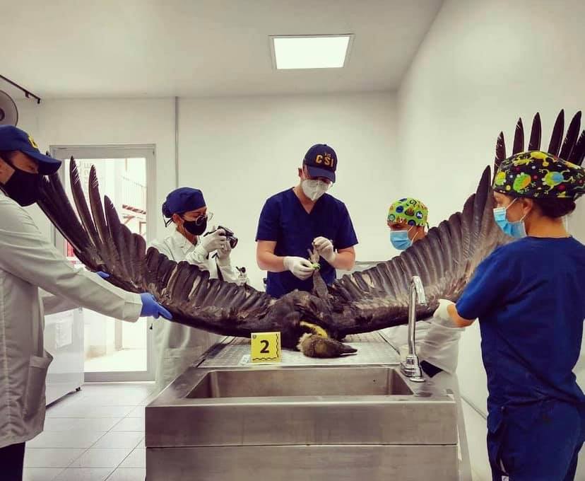 Las autoridades investigarán