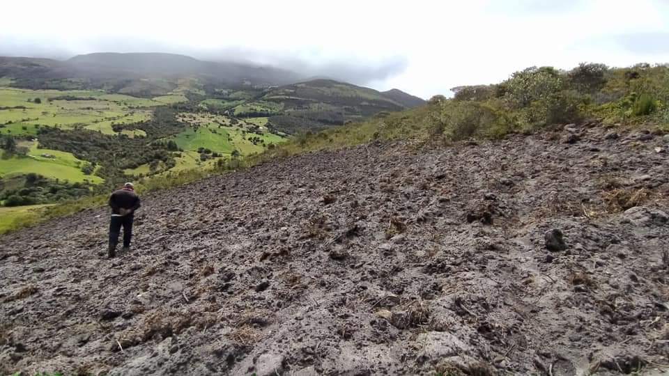 En el área había gran cantidad de frailejones.