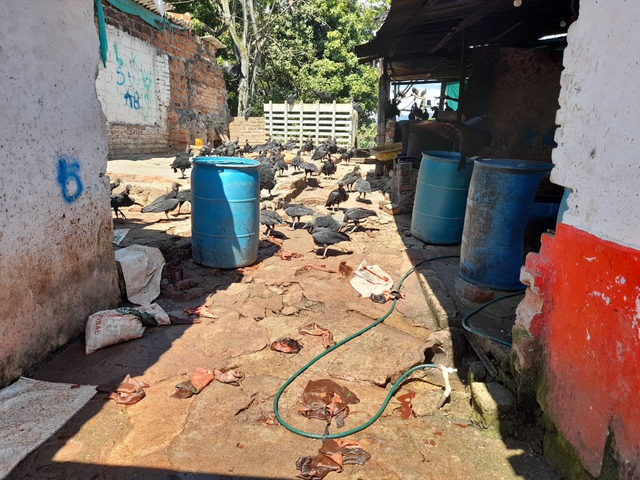 Desarticulado matadero clandestino donde sacrificaban burros enfermos en Bucaramanga