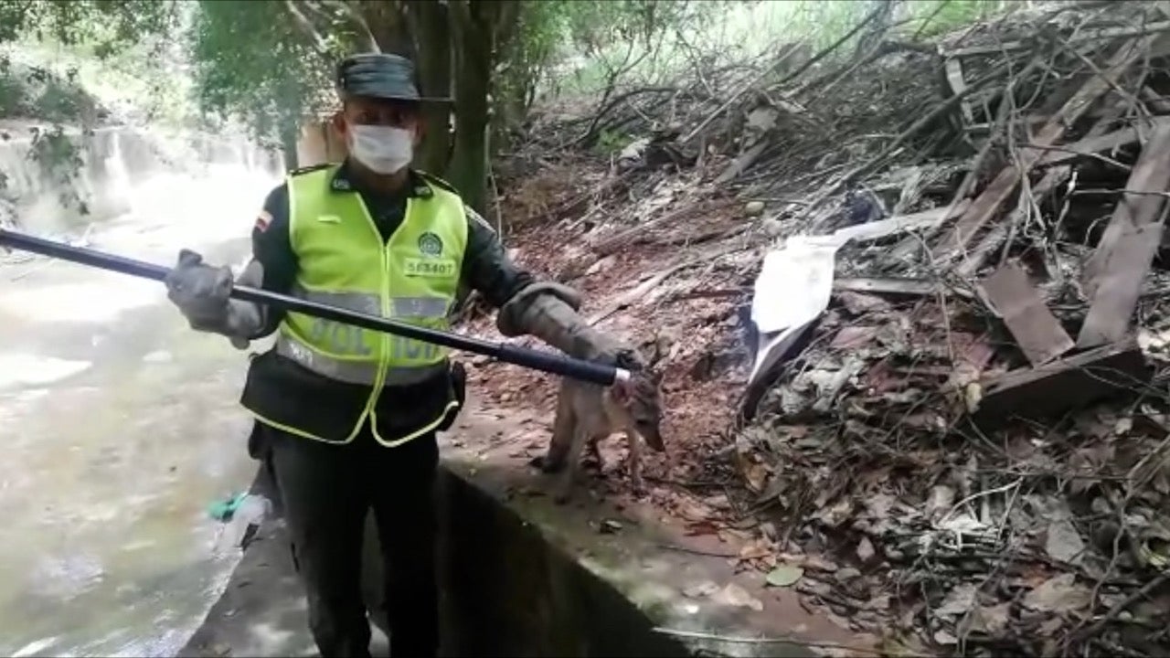 Rescate de zorro en Girón.