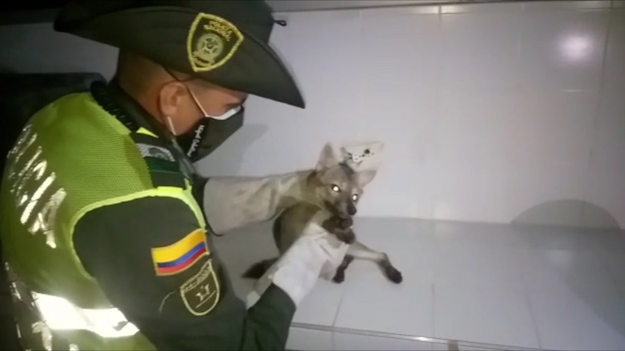 Rescate de zorro en Girón.
