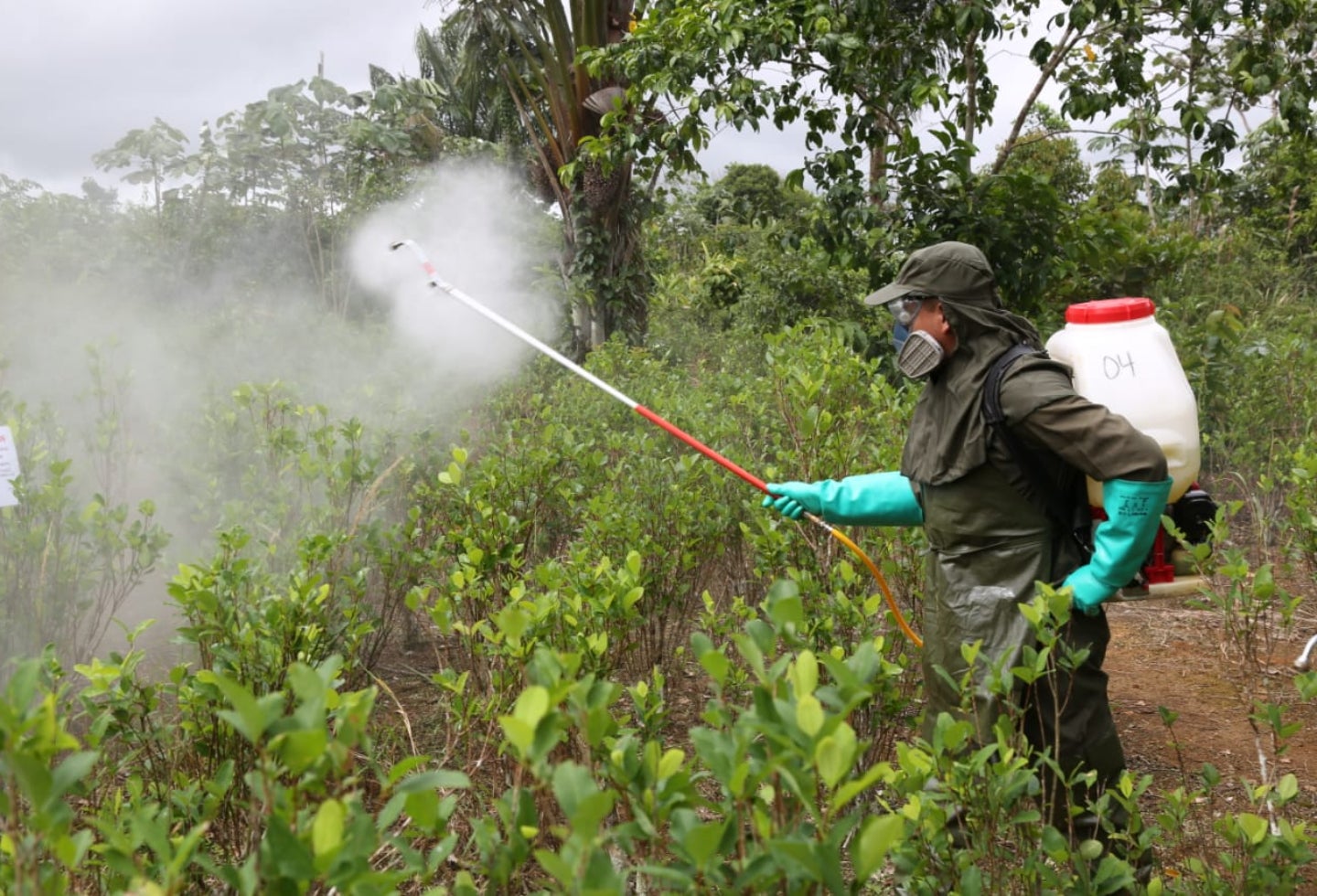 En el Magdalena Medio se han erradicado 3.392 hectáreas de cultivos ilícitos