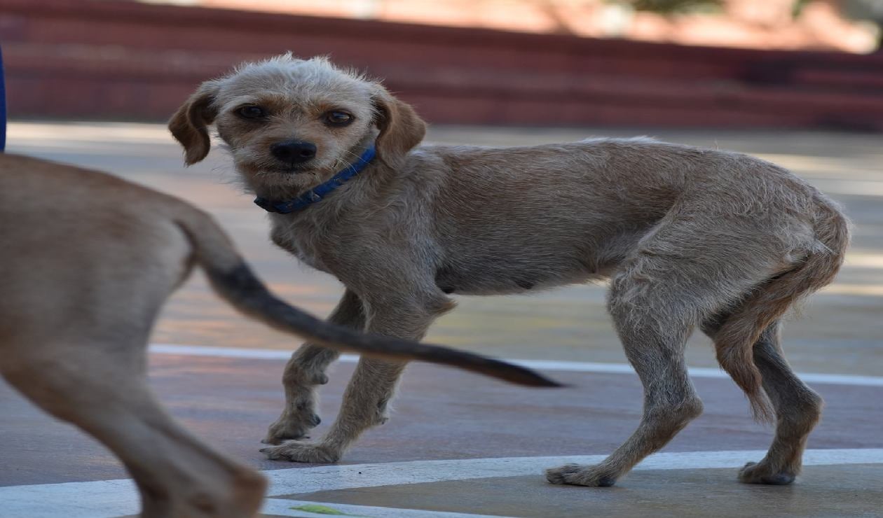 Víctor Caicedo ha hecho la denuncia