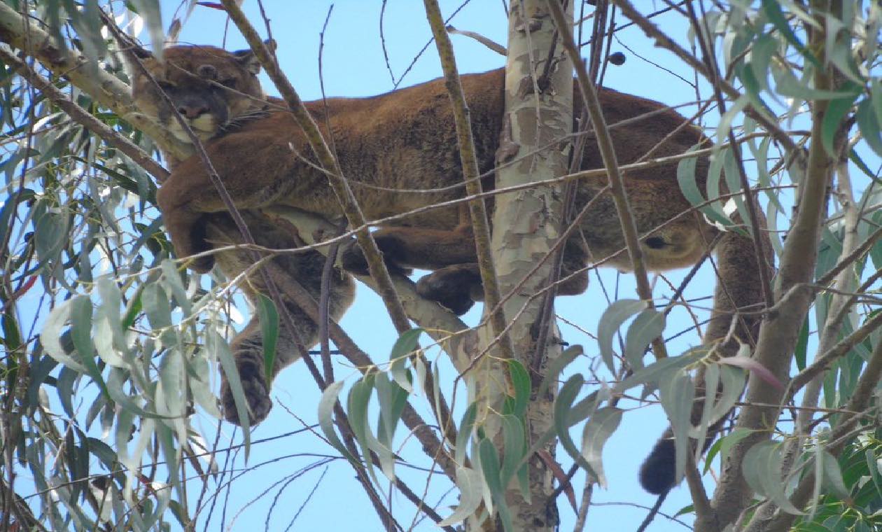Puma en la cima del árbol