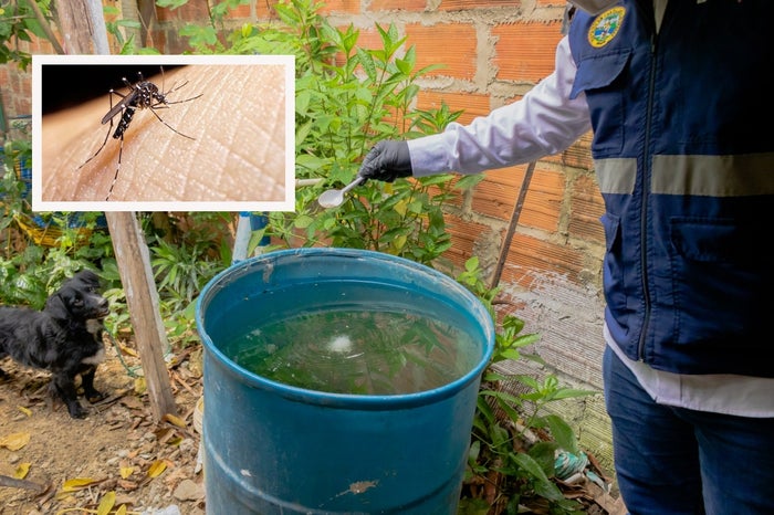 Incremento de casos de dengue en Cartagena