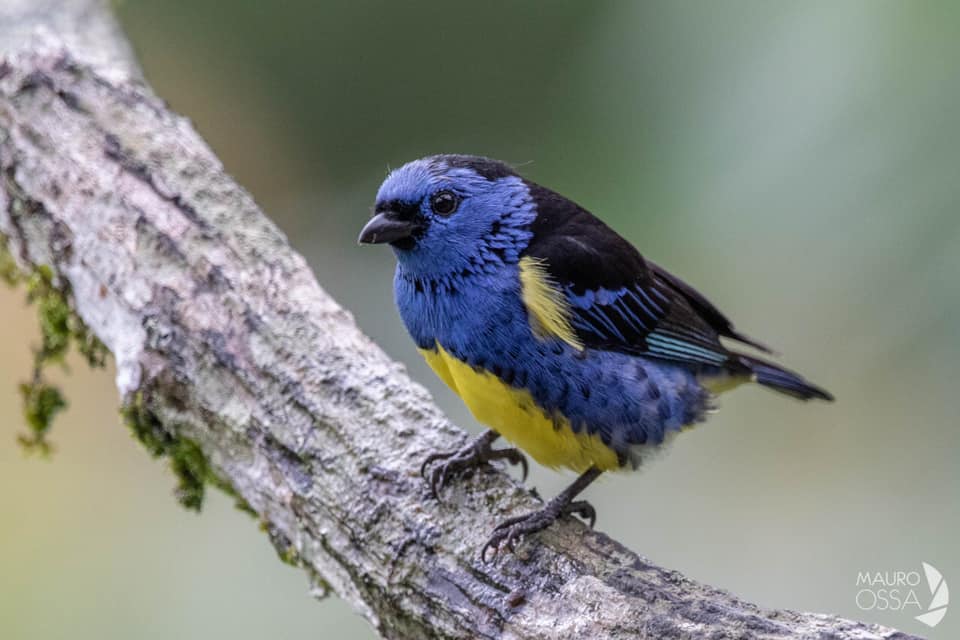 The Big Year Colombia