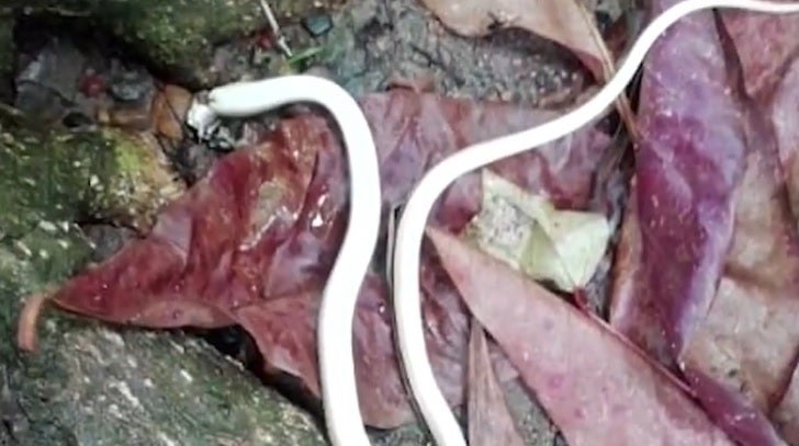 Serpiente en Puerto Wilches, Santander