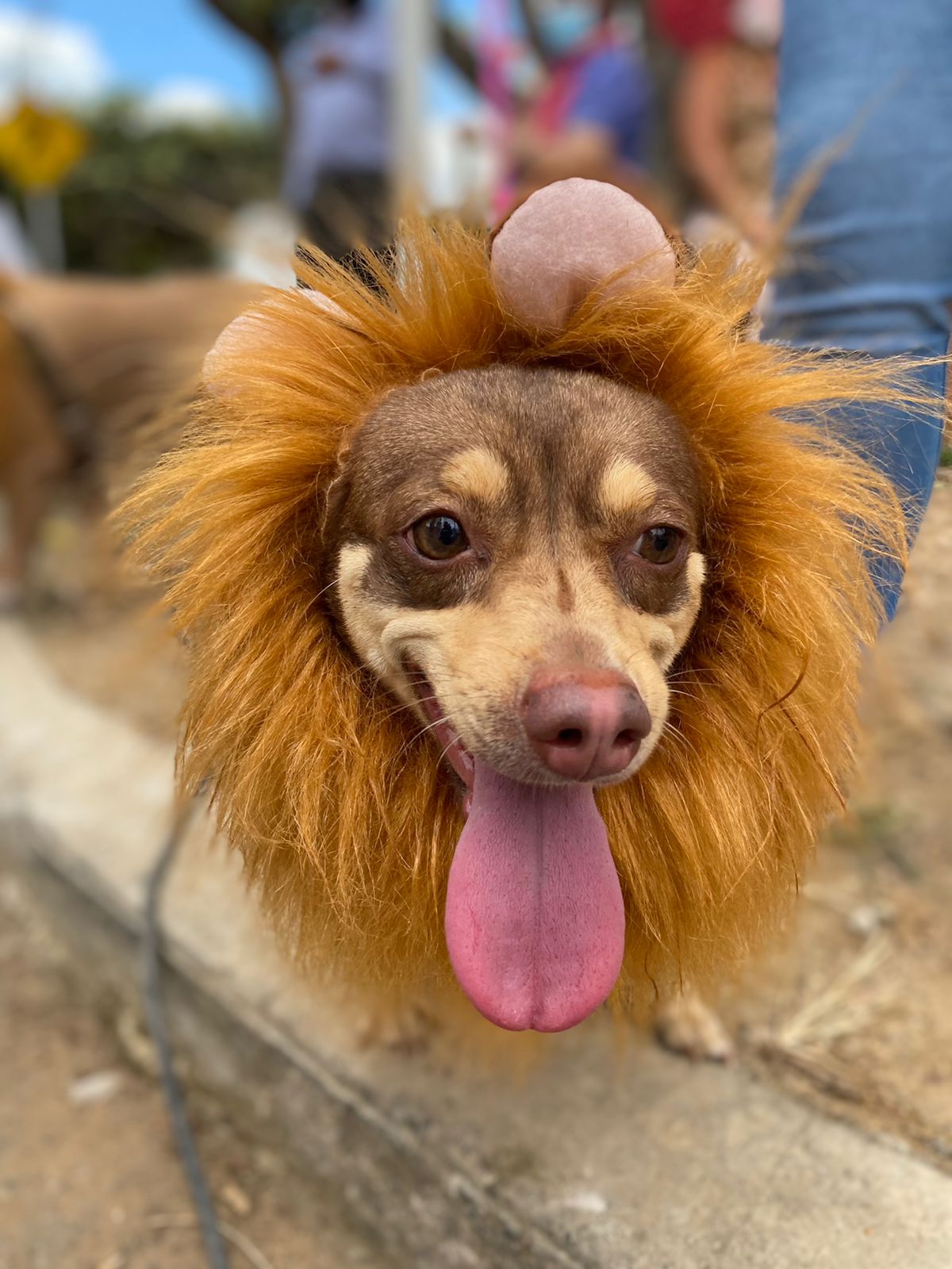 ‘Mascotaween’ en Bucaramanga