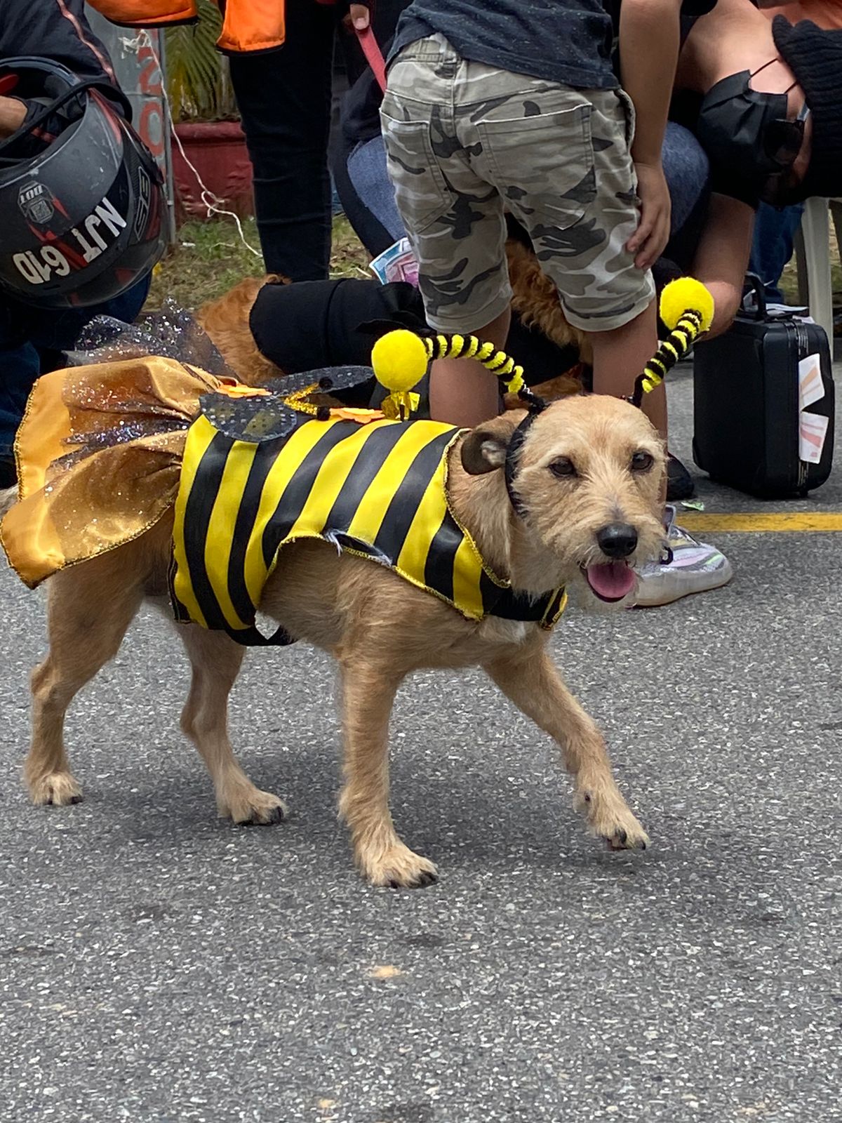 ‘Mascotaween’ en Bucaramanga