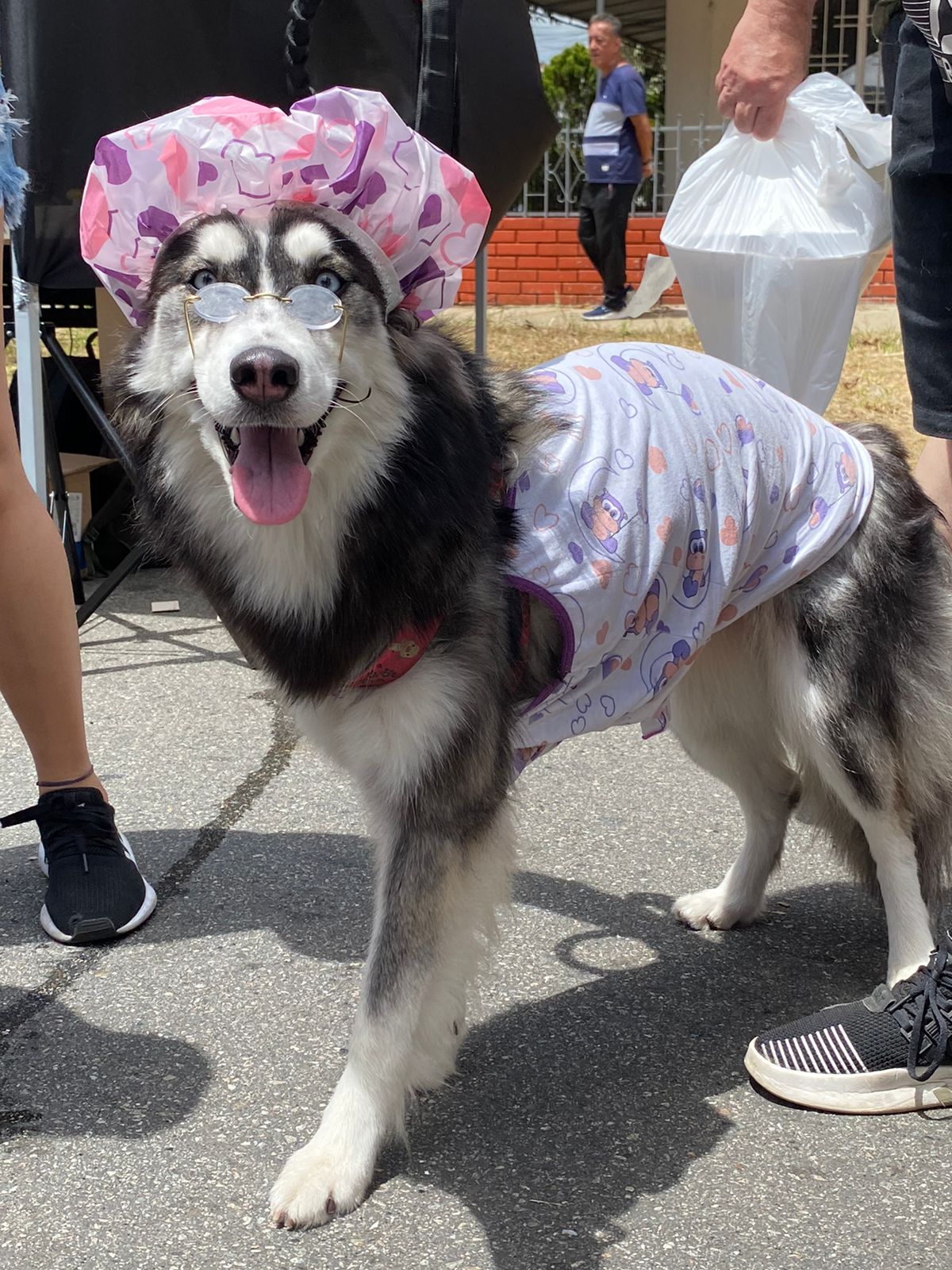 80 emprendedores hicieron parte del ‘Mascotaween’