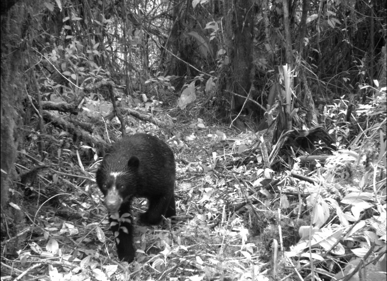 Oso de anteojos Páramo de Santurbán